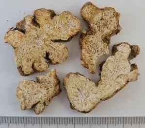 除了主流的茅苍术,北苍术外,有些地区也以同属植物东苍术(又称关苍术)