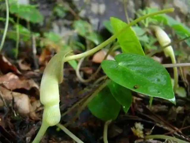 农村这野草叫滴水珠对调养身体有帮助对胃更好
