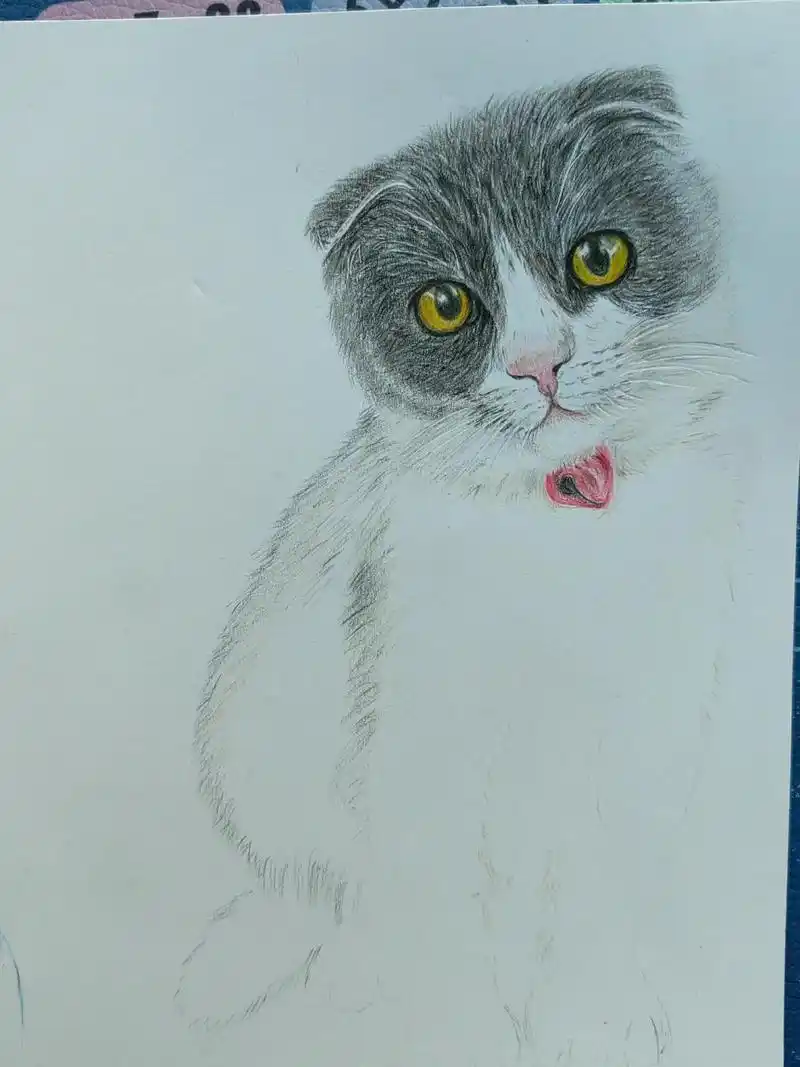 彩铅手绘 ,我家的折耳猫 - 抖音