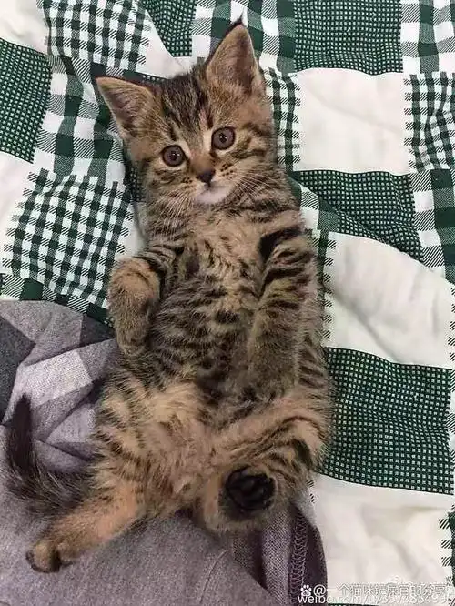 狸花猫是一种体格健壮的大型猫咪,长有美丽的斑纹被毛.