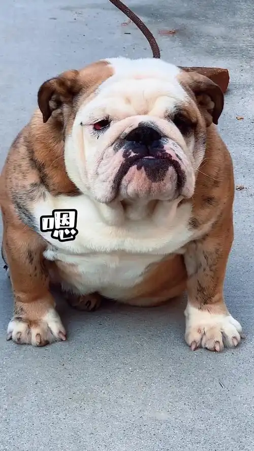 像你这样的小狗狗不可以自己出去的!英国斗牛犬 英牛-度小视