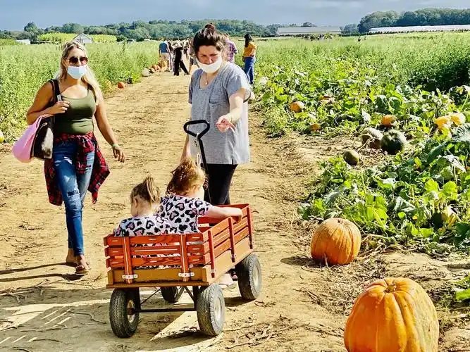 春华秋实秋风爽,长岛农场摘南瓜!