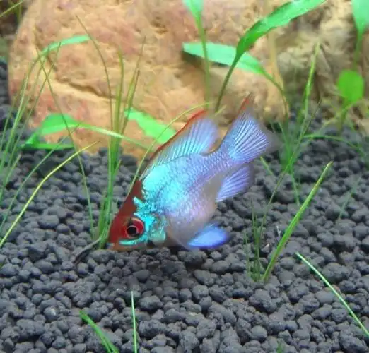 帮忙认公母两只阿凡达