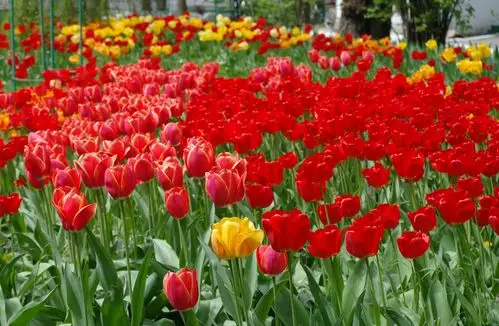 漂亮,春天,彩色,花,郁金香