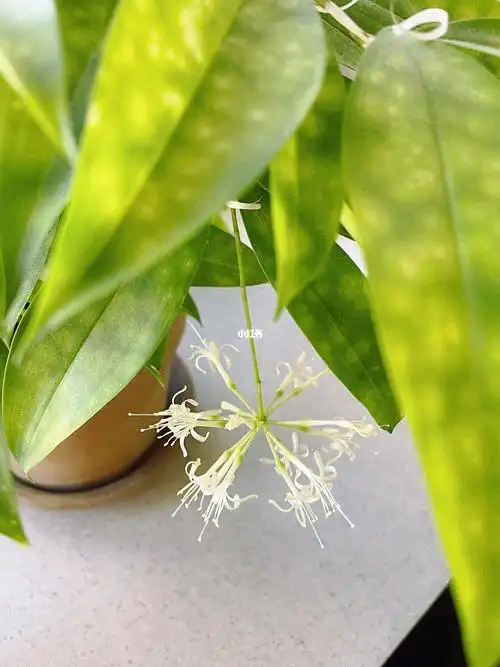 我的星点木开花啦