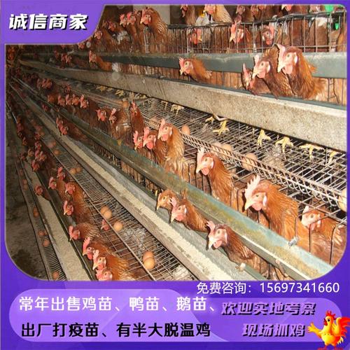 出售宠物海兰褐蛋鸡苗红毛蛋鸡品种好