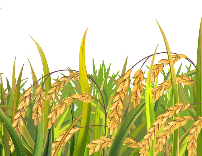 水稻插画