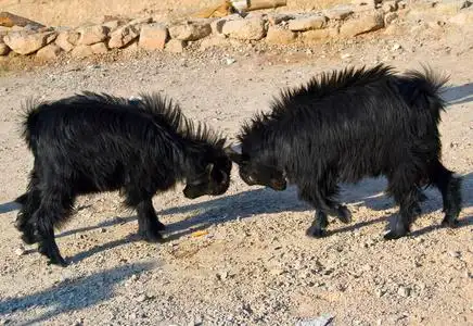 两只山羊在打架照片