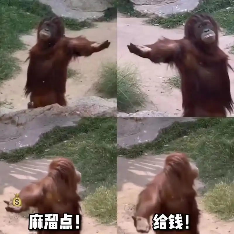 猴子伸手要钱表情包#猩猩表情包#猴子伸手要东西表情包 #表情 - 抖音