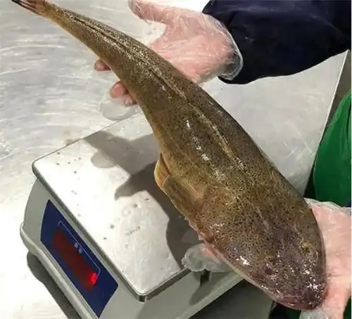 从外形上来看,鲬鱼浑身呈棕褐色,乍一眼看觉得它样貌丑陋,如果藏在