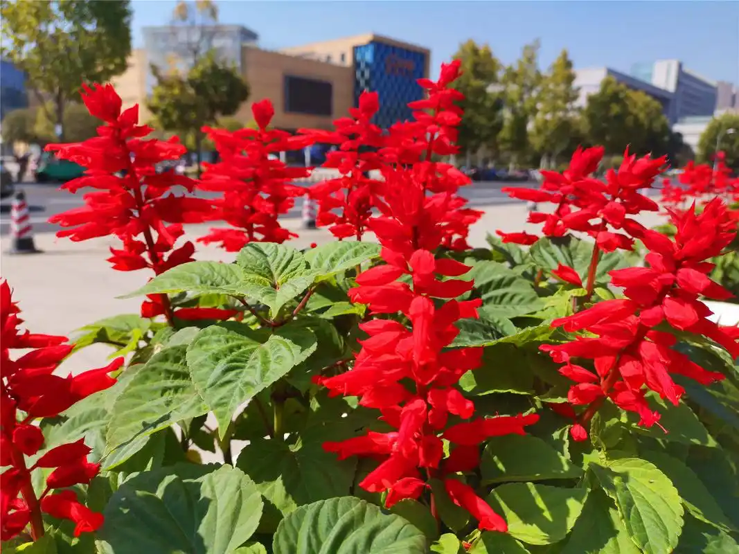 吉安视觉:深秋时节一串红 红得耀眼夺目