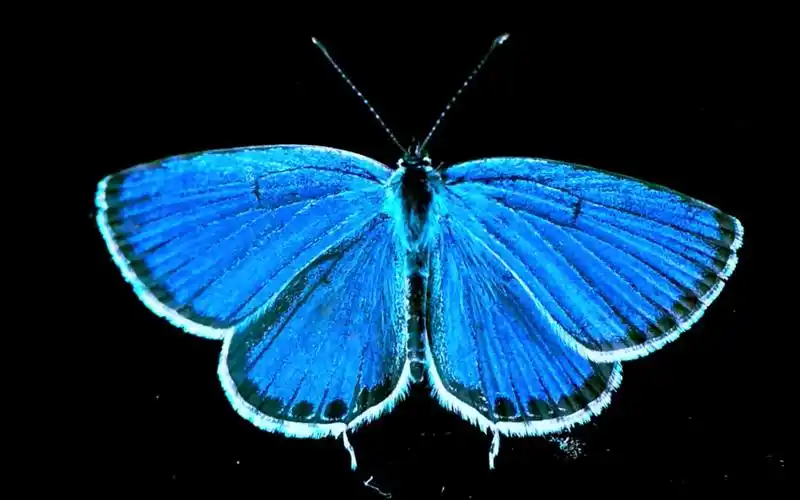 样子极小,颜值极高,是盛夏不可缺少的一抹蓝色——记录蓝灰蝶的成长