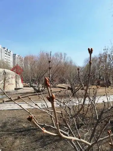 枝头上的树丫含苞待放