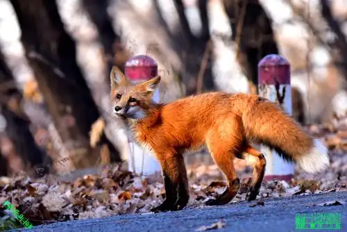 豪哥街拍# ——晚秋清晨邂逅的小可爱们——火狐狸