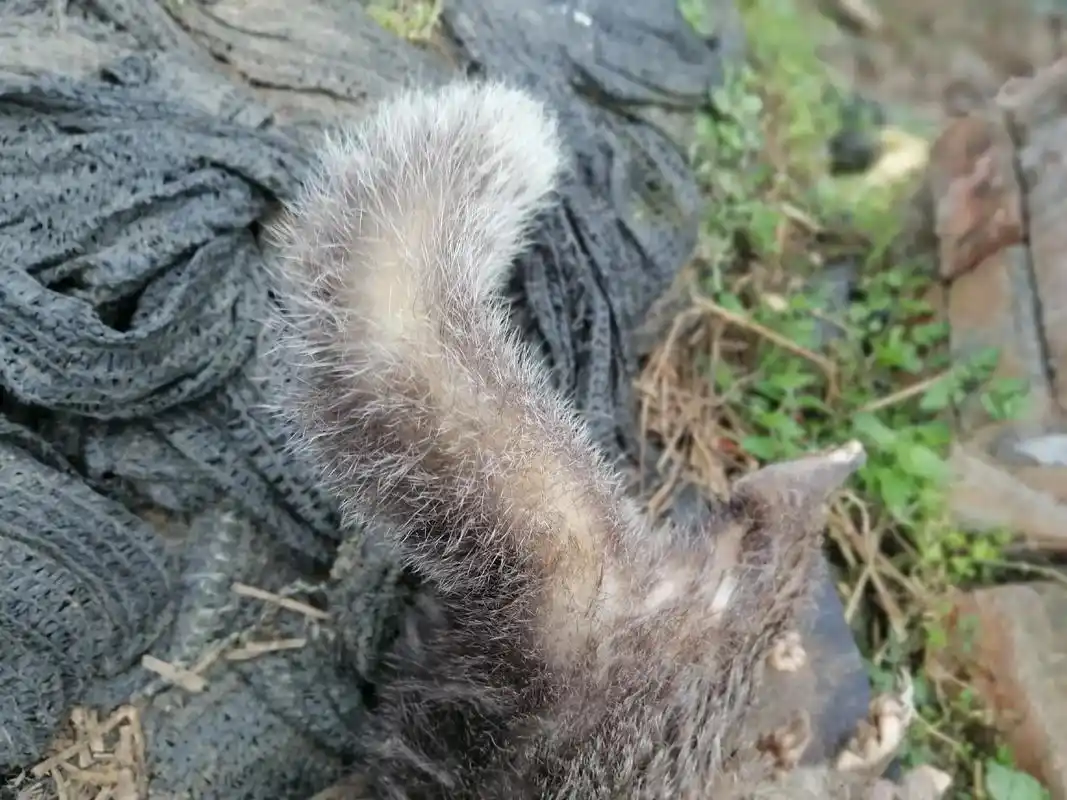 发现野生动物獾的尸体了