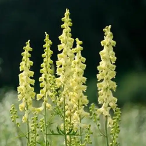 牛扁,牛扁怎么配剂,牛扁怎么吃-中药药材查询-39药品通