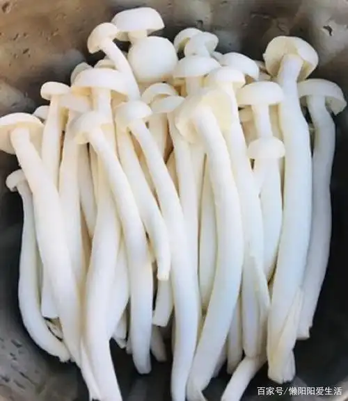 白玉菇做法(木耳炒白玉菇做法)