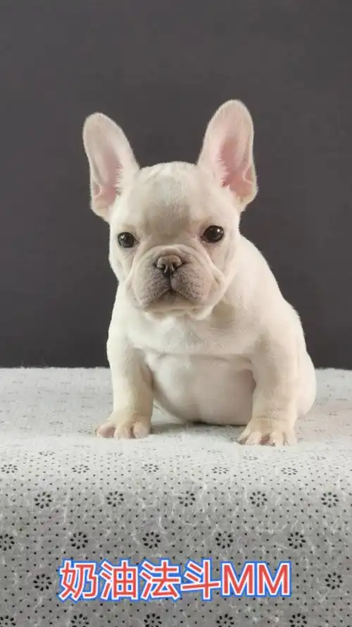 法斗#法牛#法国斗牛犬#萌宠潮可爱#狗狗#萌宠奶油法斗妹妹日常投递