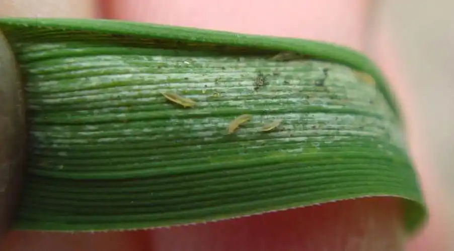 p>西花蓟马是 a target="_blank" href="/item/蓟马科/5024037" data