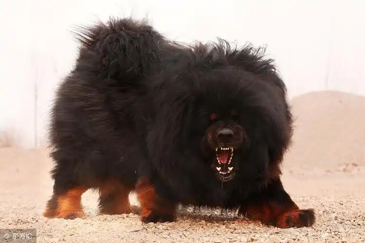 藏獒又被称为傻二,因为它性格凶猛,悍不畏死.