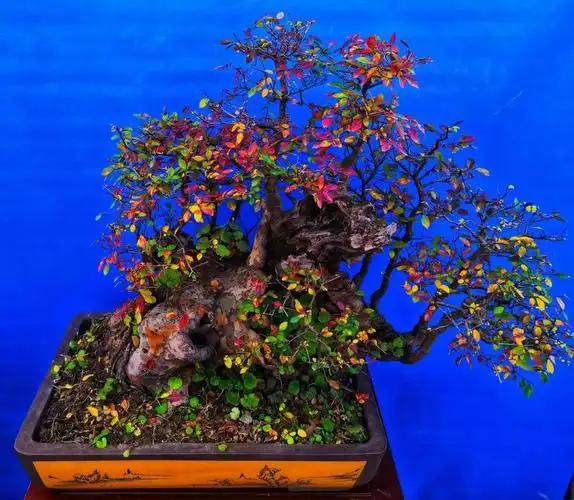 杂木盆景养护之我见——胡景福手记