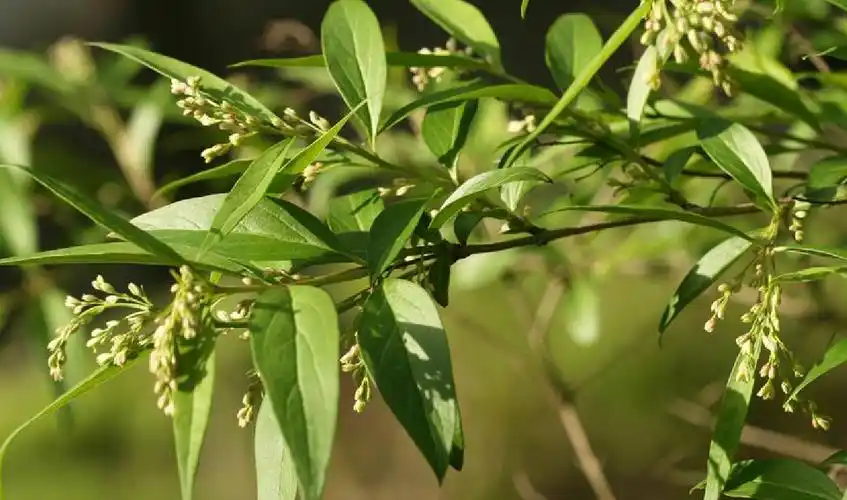 yaltirik )是木樨科,雪柳属植物,落叶