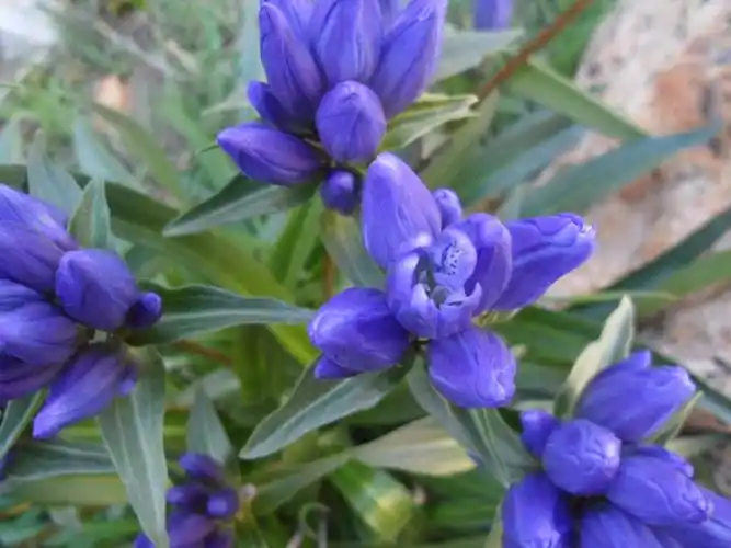 龙胆草的禁忌有哪些?