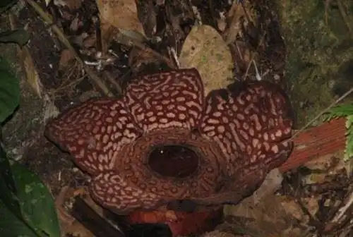 世界上最大的食人花大王花吃人图片触目惊心2