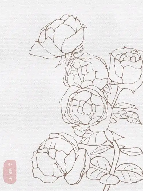 零基础学画画  #我的月季花