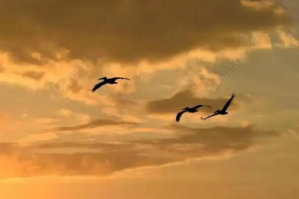 黄色动物自由在天空遨游的鸟鸟动物天空背景图片