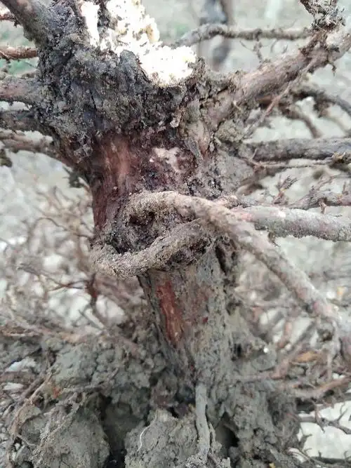 葡萄根有红色腐皮是病吗