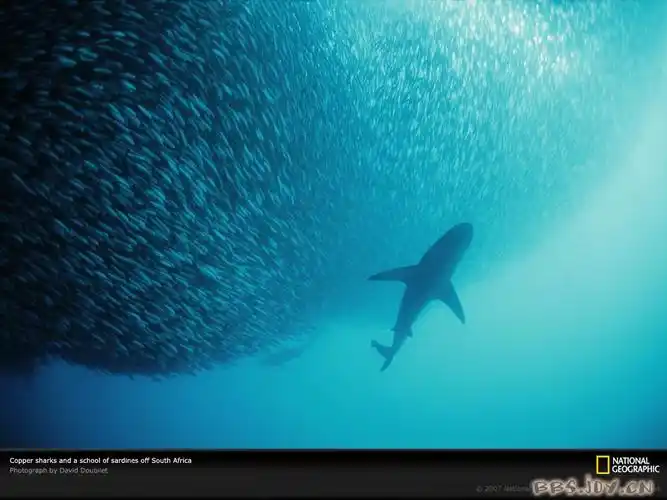 在离开南非的东海岸铜色鲨鱼在折磨一群慌乱的沙丁鱼群.