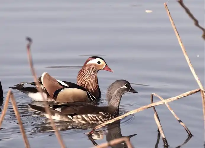 话说西湖里的那些小鸳鸯们