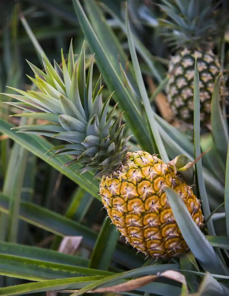 菠萝熟了