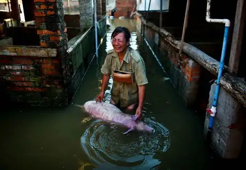 孝感(湖北)-2016年7月22日,单合敏悲痛欲绝拖着奄奄一息地小猪站在被
