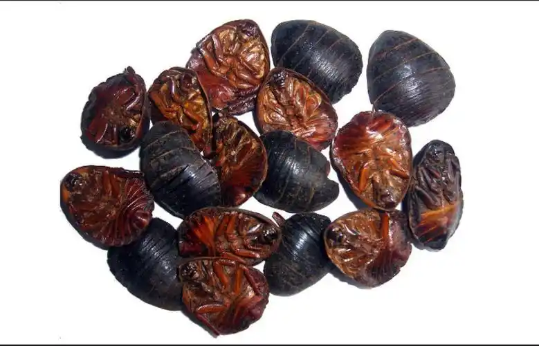 土鳖虫真假识别