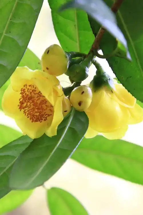 植物界的大熊猫金花茶.