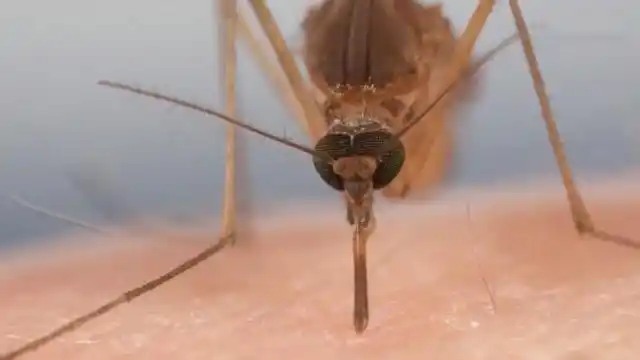 令人讨厌的蚊子,是怎么吸血的?剪开它的嘴巴一探究竟