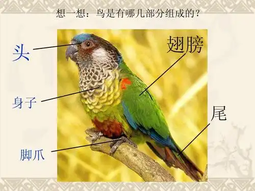 四年级美术下册 用彩墨画鸟2课件 人美版