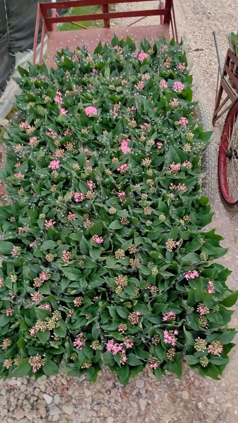 140#五星花,0.35加仑绿公主 - 抖音