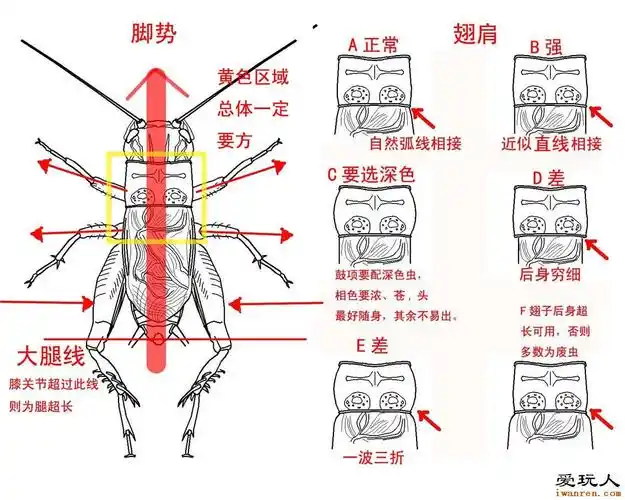 有图片,请高手解读一下暗门 - 蟋蟀论坛 - 中国蟋蟀网 - powered by