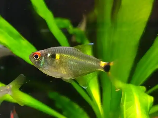 经典灯鱼——头尾灯/黑莲灯 - 小型鱼类 - cta南美水族