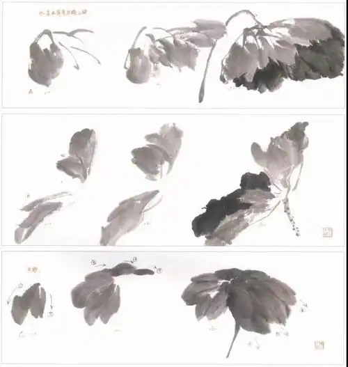 国画教程写意荷花速成画法