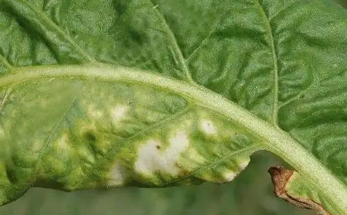 烟草霜霉病的生物学特性及防治