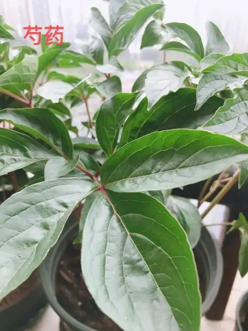 芍药,不知道什么原因养了这么久只长叶不长花苞.