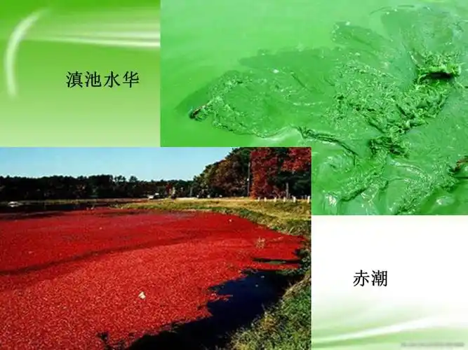水体富营养化及其防治措施.ppt