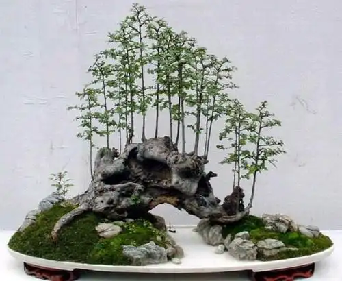 石头与盆景的完美融合