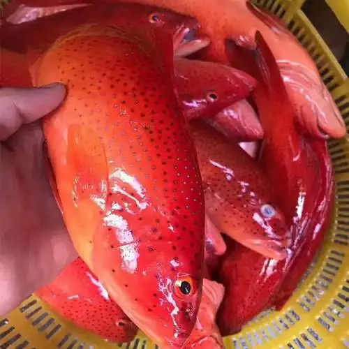 东星新鲜深海燕尾斑冰瓜子红斑1.5斤鲜活速冻斑鱼
