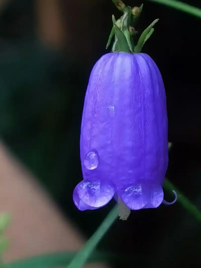 沙参开花了 #识百草  #我负责拍摄分享你负责欣赏 - 抖音