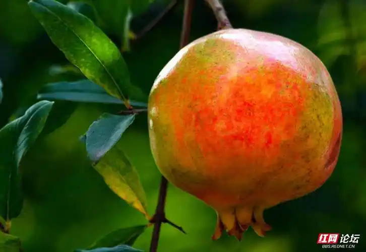 漂亮的石榴果-益阳